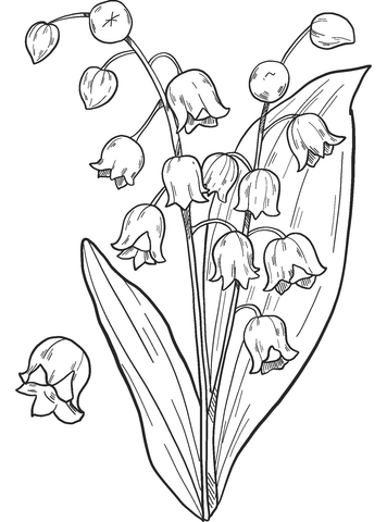 Lily Of The Valley Coloring Page